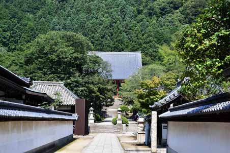 アジサイ見ごろの60種１万株　~矢田寺_a0100742_10283572.jpg