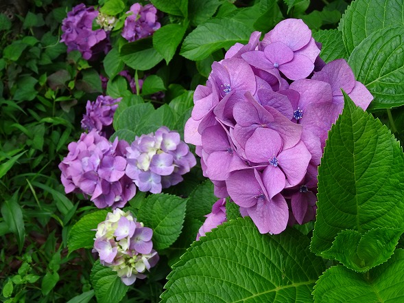 般若寺の紫陽花と夏コスモス_b0299042_15122398.jpg