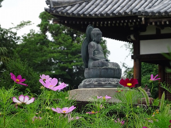 般若寺の紫陽花と夏コスモス_b0299042_15142655.jpg