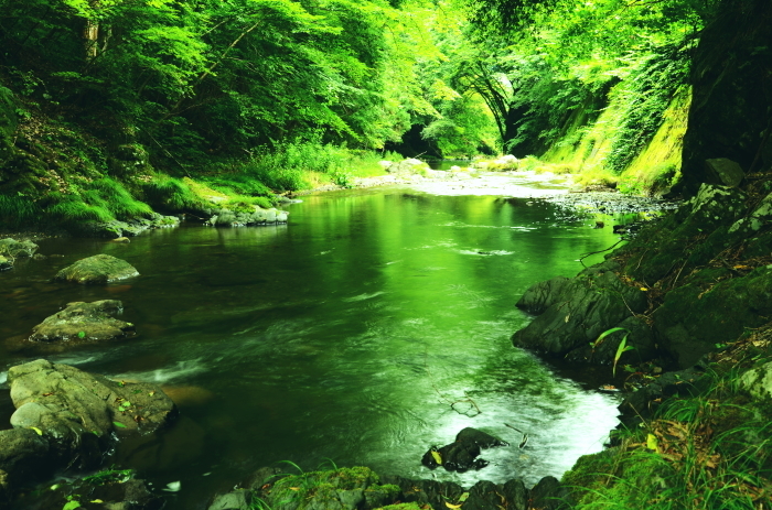 夏緑の奥多摩渓流 As It Is 夏緑の奥多摩渓流 As It Is