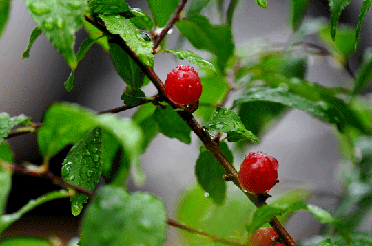 c0093046_821331.gif