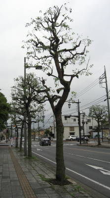 この時期の強剪定 常緑樹がスカスカになった 久喜市にある 変 なもの いいもの この時期の強剪定 常緑樹がスカスカになった 久喜市にある 変 なもの いいもの