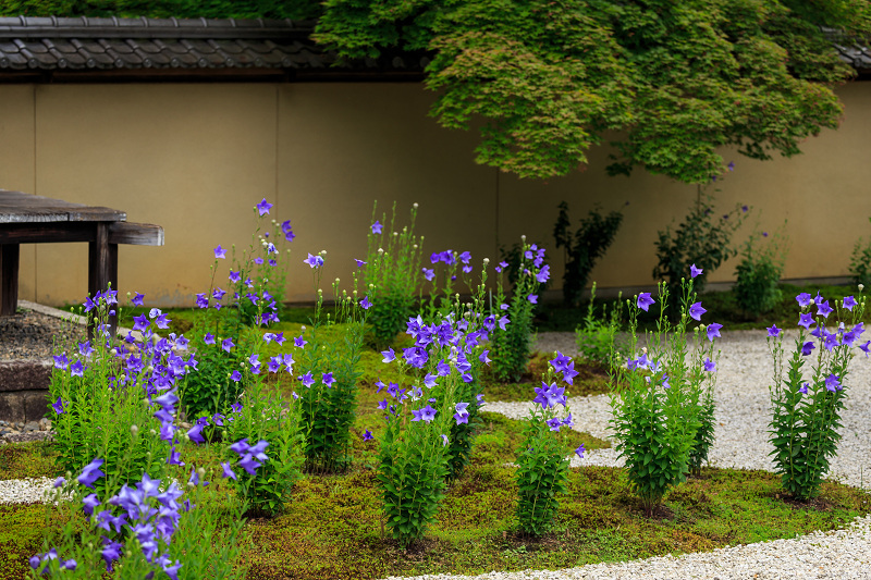 桔梗咲く廬山寺_f0155048_21505316.jpg