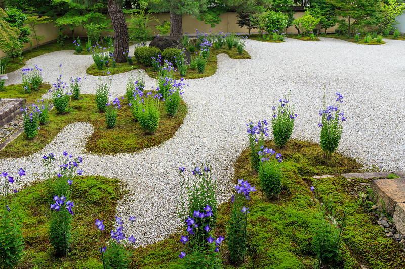 桔梗咲く廬山寺_f0155048_2152429.jpg