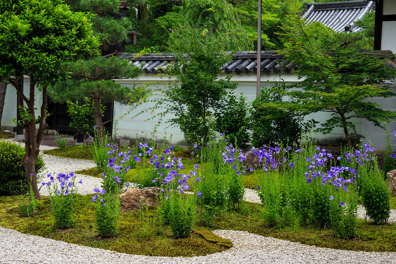 桔梗咲く廬山寺_f0155048_21532456.jpg