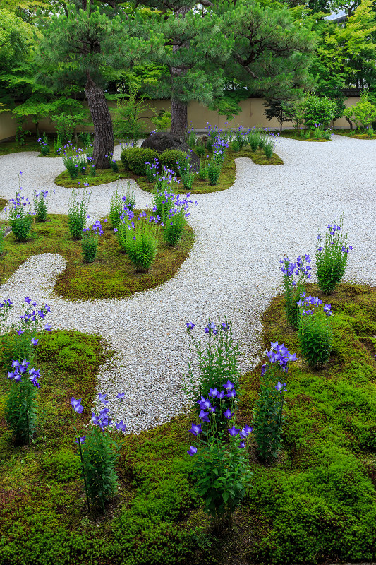 桔梗咲く廬山寺_f0155048_2202663.jpg