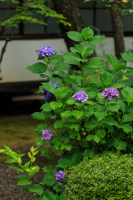 桔梗咲く廬山寺_f0155048_221475.jpg