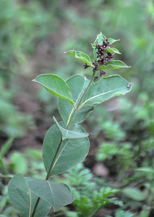 a0001354_23331717.gif