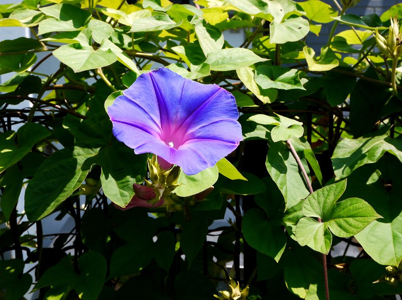 　　琉球朝顔とノウゼンカズラ_b0093754_21274825.jpg