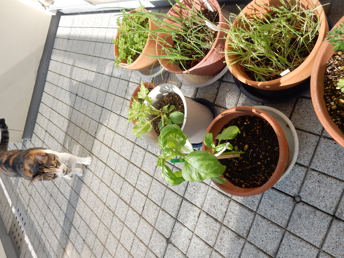 ’16,6,28(水)キョンが畑のトマトもナスも全部食べちゃった!_f0060461_1053727.jpg