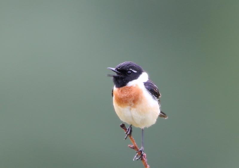 珍しい白い眉毛があるノビタキ t hの野鳥写真 珍しい白い眉毛があるノビタキ t hの野鳥写真