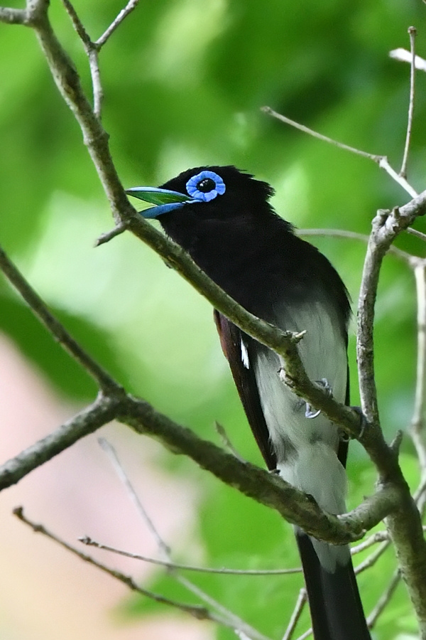 サンコウチョウ 雄_f0053272_13195749.jpg