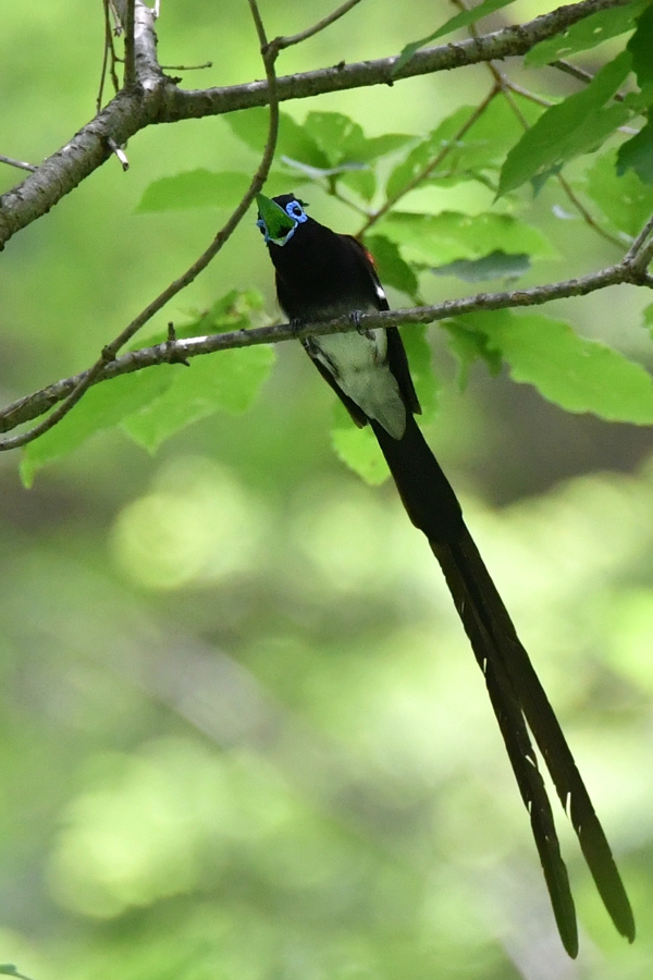 サンコウチョウ 雄_f0053272_13213513.jpg