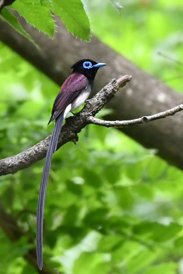 サンコウチョウ 雄_f0053272_1335322.jpg