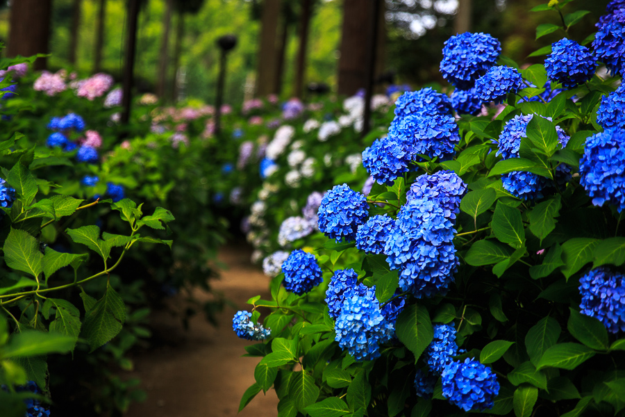 紫陽花！　～三室戸寺～_b0128581_21321821.jpg