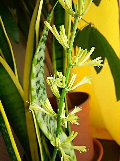 今年も サンスベリアに 花が咲く_c0204188_06074191.jpg