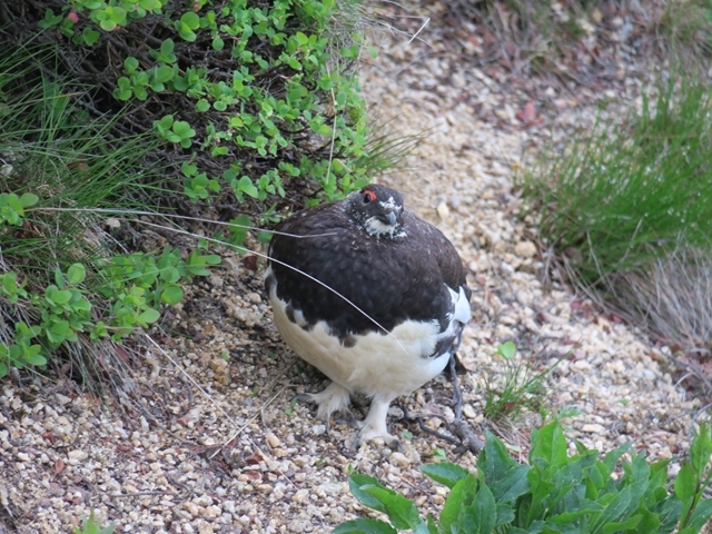 スイカとコマクサと雷鳥と_e0271890_14300708.jpg