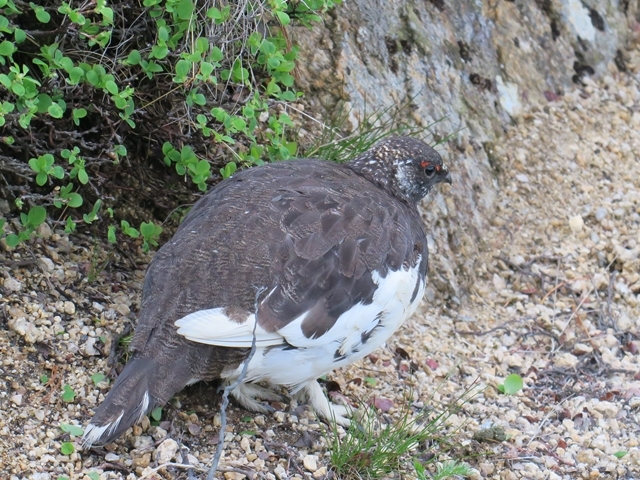 スイカとコマクサと雷鳥と_e0271890_14302660.jpg