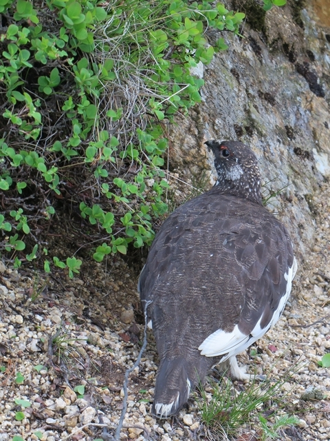 スイカとコマクサと雷鳥と_e0271890_14315428.jpg