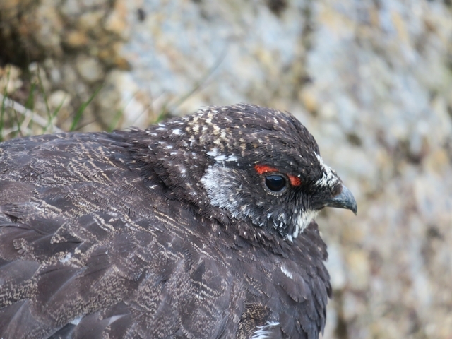 スイカとコマクサと雷鳥と_e0271890_14422425.jpg