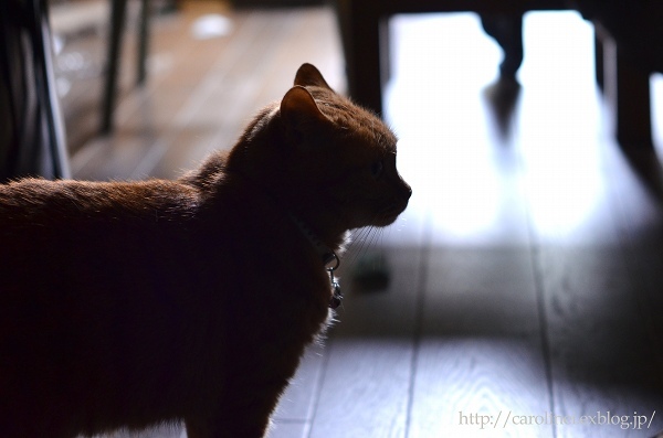 猫のシルエットって、美しい♪　　Graceful Cat\'s Silhouette_d0025294_16413456.jpg