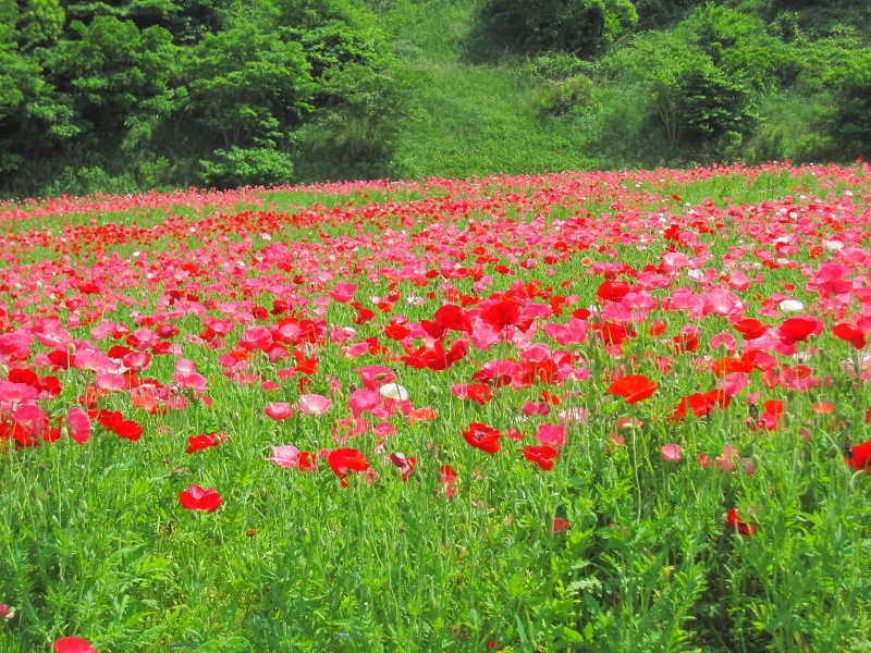 最近のこと【5月上旬～6月上旬】くりはま花の国、横須賀しょうぶ園、天神島、こびと捕獲作戦、お薦めレシピ_c0204298_1359527.jpg