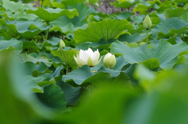 水辺の涼　～　天幕城趾　あかぼり蓮園　_b0356401_17103914.jpg