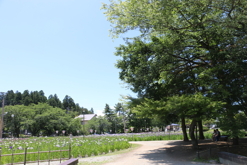 水と緑と花の長井あやめ公園・・・2_c0075701_2152169.jpg