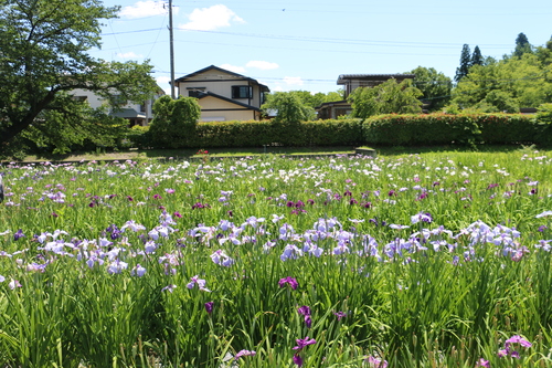 　水と緑と花の長井あやめ公園・・・3_c0075701_2224997.jpg