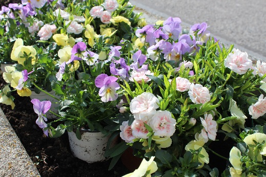 庭の新入り バラ 芍薬 ラズベリー じゃーまんキッチン 庭の新入り バラ 芍薬 ラズベリー じゃーまんキッチン