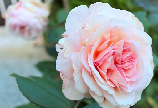 庭の新入り バラ 芍薬 ラズベリー じゃーまんキッチン 庭の新入り バラ 芍薬 ラズベリー じゃーまんキッチン