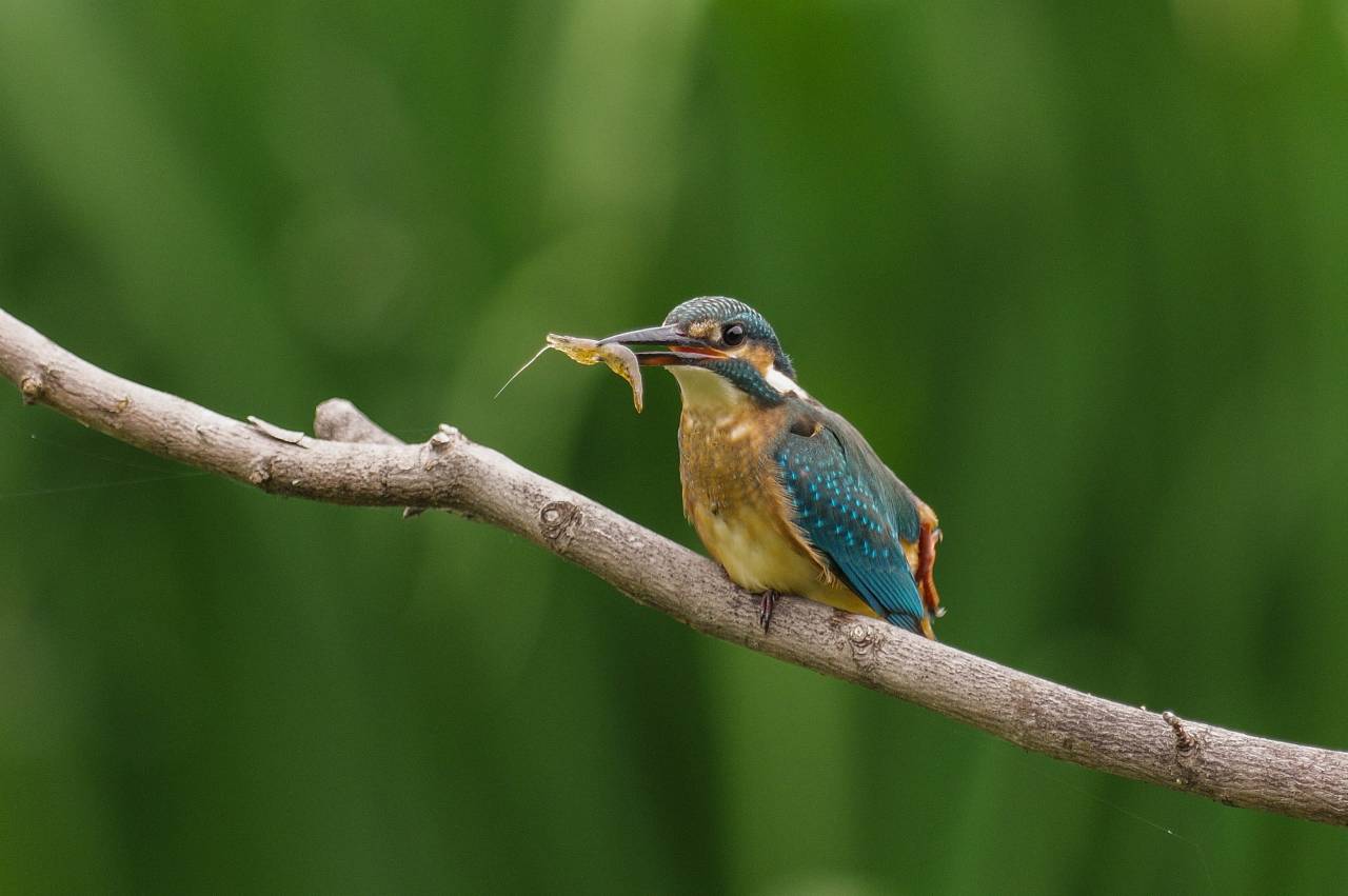 カワセミ、先日巣立った雛かな？_e0293921_21133784.jpg