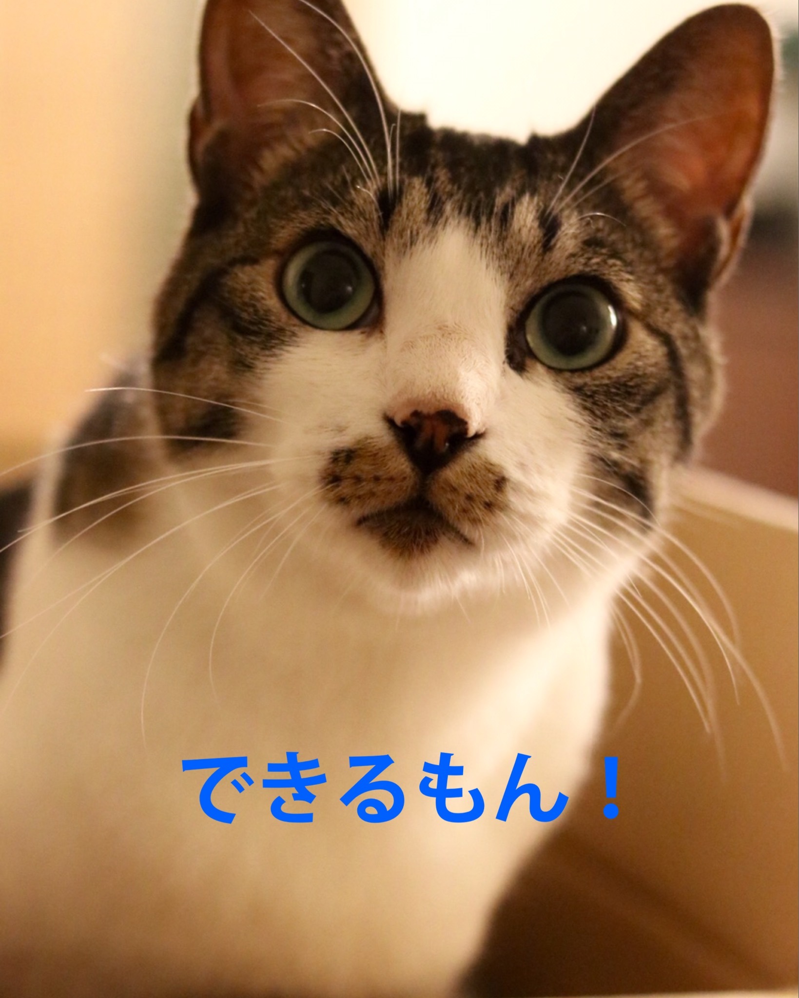 にゃんこ劇場「ぼく、できるもん」_c0366722_04395340.jpeg