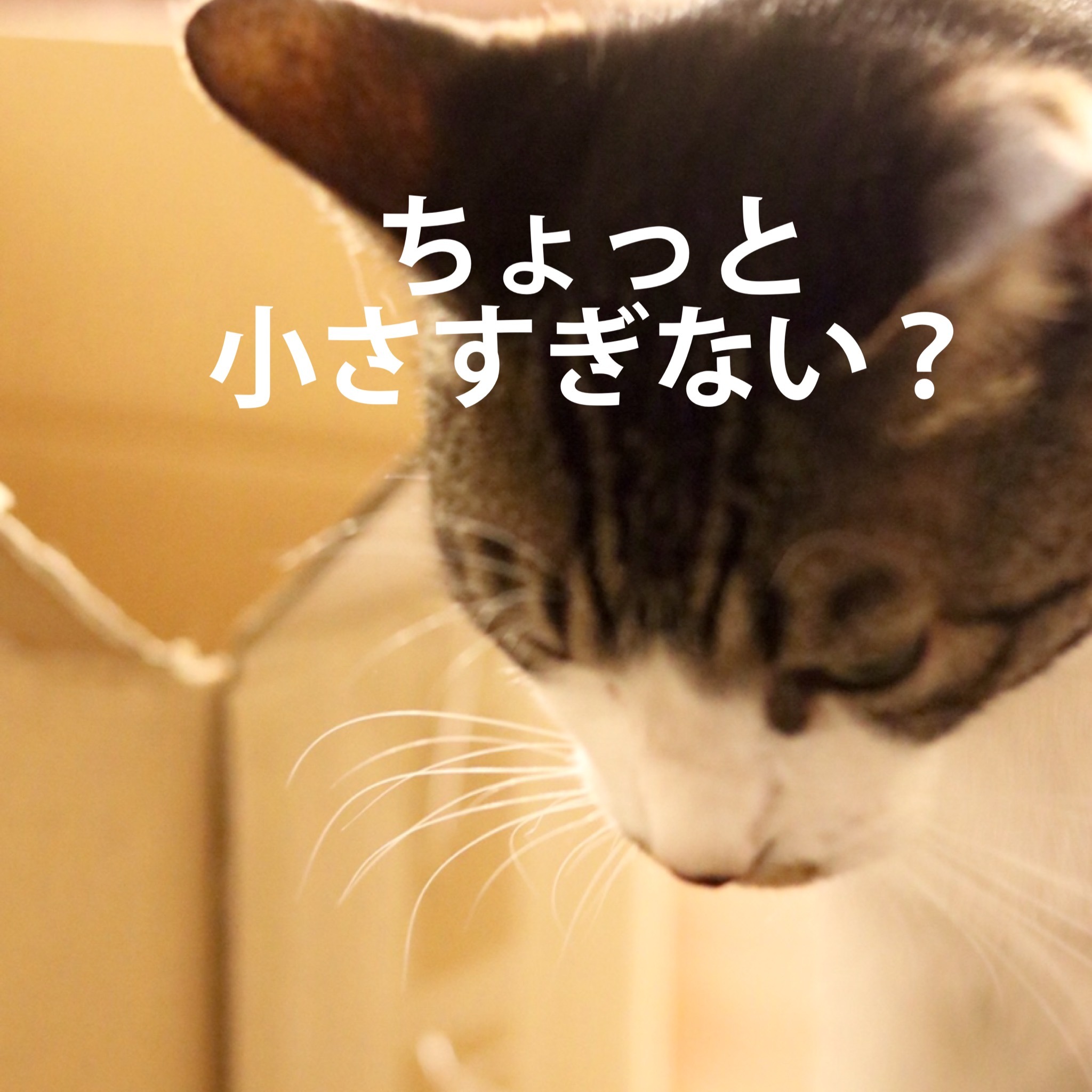 にゃんこ劇場「ぼく、できるもん」_c0366722_04400537.jpeg