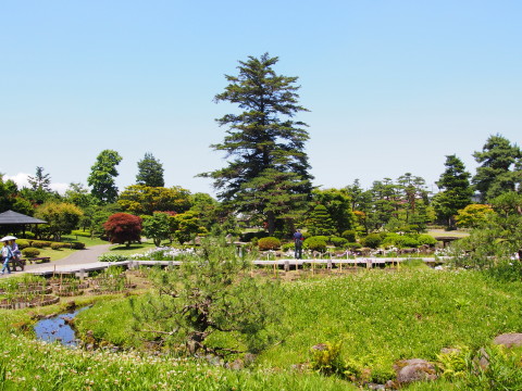 ハナショウブ:藤田記念庭園(弘前市)*2016.06.29_b0147224_22524923.jpg