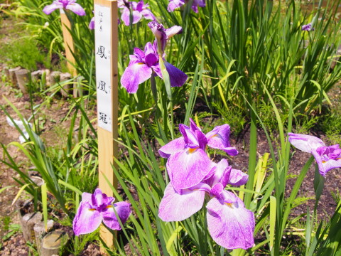 ハナショウブ:藤田記念庭園(弘前市)*2016.06.29_b0147224_22535978.jpg