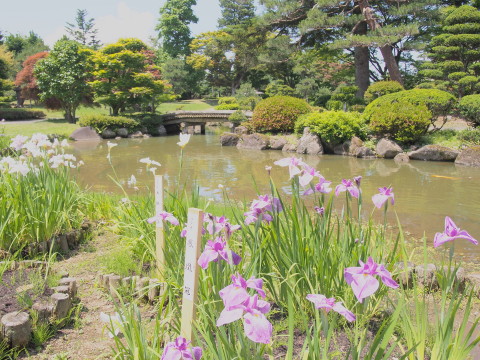 ハナショウブ:藤田記念庭園(弘前市)*2016.06.29_b0147224_22565666.jpg