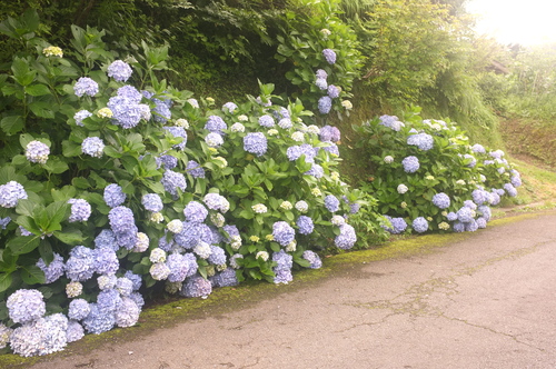 水無月最後の「 時雨谷 紫陽花ロード 」_c0308431_14112949.jpg