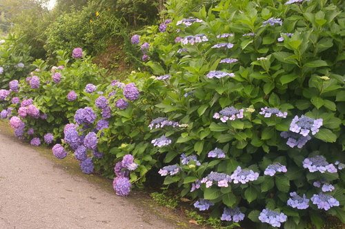 水無月最後の「 時雨谷 紫陽花ロード 」_c0308431_14114675.jpg