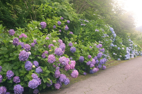 水無月最後の「 時雨谷 紫陽花ロード 」_c0308431_1411473.jpg