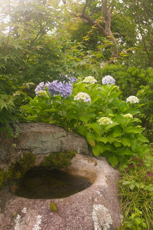 水無月最後の「 時雨谷 紫陽花ロード 」_c0308431_14154834.jpg