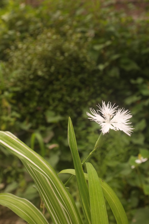 水無月最後の「 時雨谷 紫陽花ロード 」_c0308431_14171626.jpg