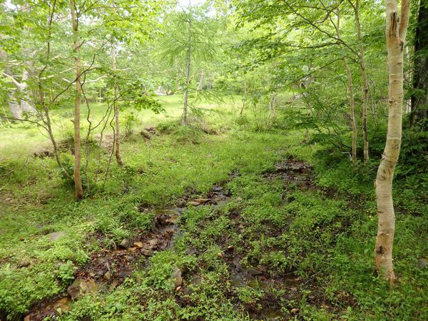 短角牛と人が守る「安家森」芝草原の奇跡!_b0206037_09565577.jpg