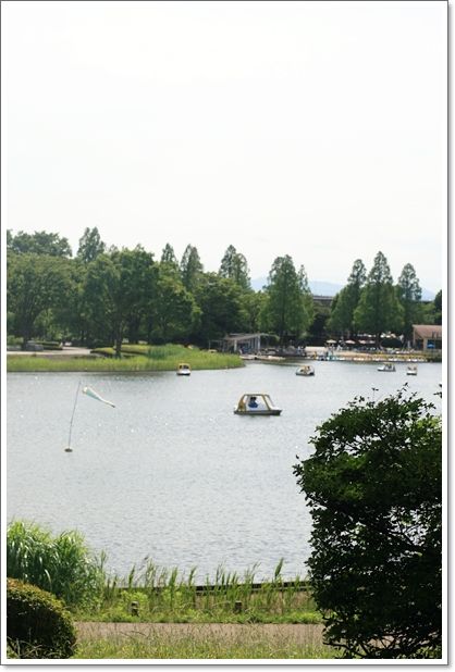 【立川】公園散歩♪『国営昭和記念公園』紫陽花とハナショウブ_c0311342_21453374.jpg