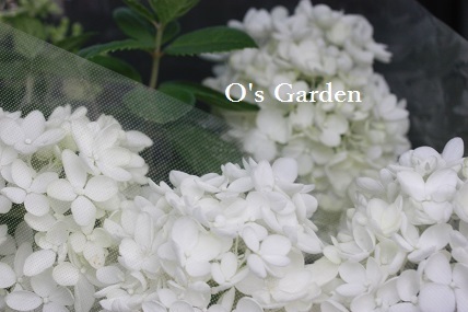 極小ビンカ ミニナツ ノリウツギ ボブシェル O S Garden へ ようこそ