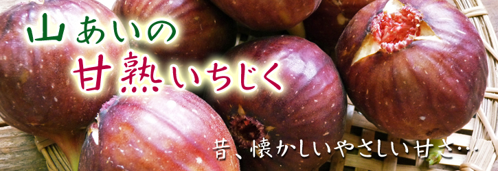 甘熟イチジク　大人気の“甘熟”いちじく！毎年繰り返される匠の技で今年も元気に成長中！_a0254656_17193623.jpg