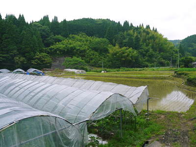 甘熟イチジク 大人気の“甘熟”いちじく!毎年繰り返される匠の技で今年も元気に成長中!_a0254656_1726265.jpg