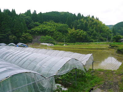 甘熟イチジク　大人気の“甘熟”いちじく！毎年繰り返される匠の技で今年も元気に成長中！_a0254656_1726265.jpg