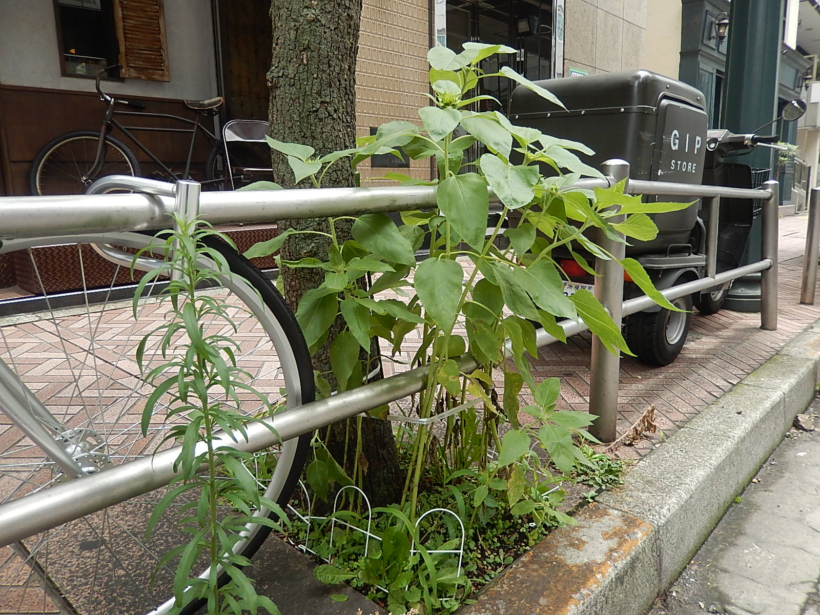6月30日　渋谷　原宿　の自転車屋　FLAME bike前です_e0188759_16231612.jpg