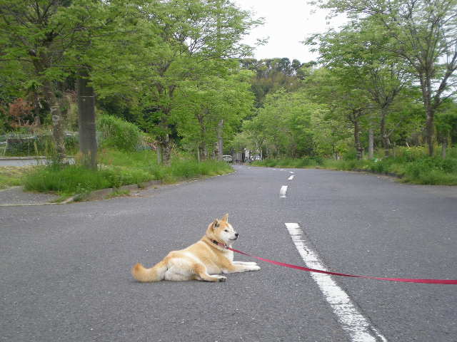 ’16,6,30(木)カンナ街道に行ってみたYO!_f0060461_13501191.jpg
